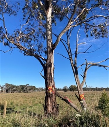 Reviewed tree clearing on Hawthorne Drive impacted by the construction to facilitate maximising the remnant vegetation for wildlife habitat resulting in a reduction in clearing of over 40 trees