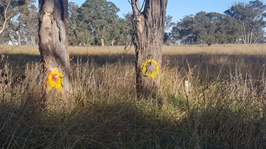 Reviewed tree clearing on Hawthorne Drive impacted by the construction to facilitate maximising the remnant vegetation for wildlife habitat resulting in a reduction in clearing of over 40 trees